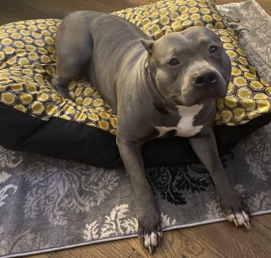 Photo of Layla