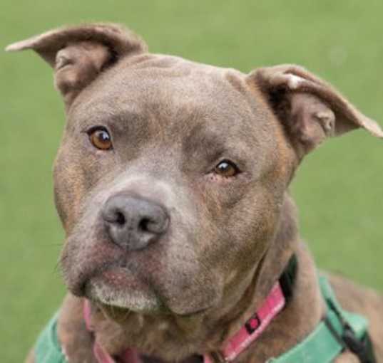 Photo of Buddy