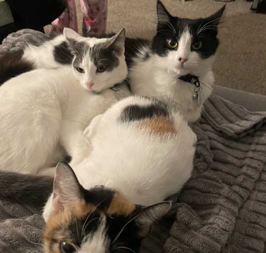 Photo of Peach