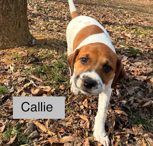 Photo of Callie