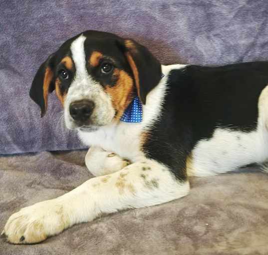 Photo of Axel