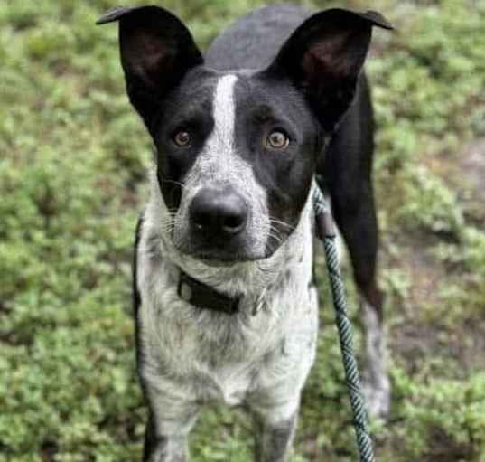 Photo of Cassian