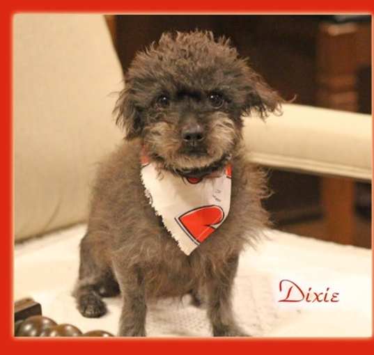 Photo of Dixie in TX