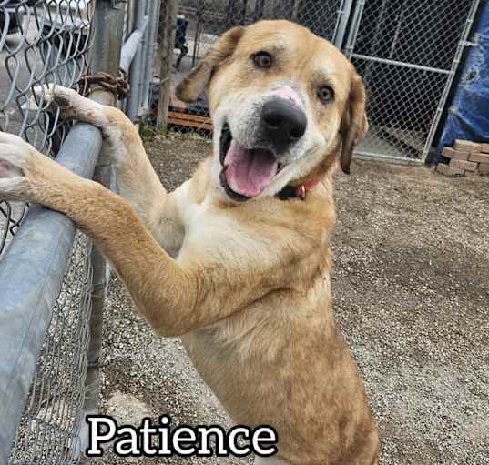 Photo of Patience