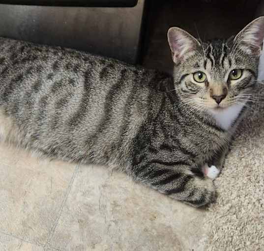 Photo of APOLLO