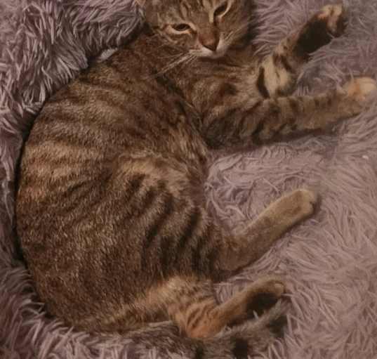 Photo of CAPPUCCINO