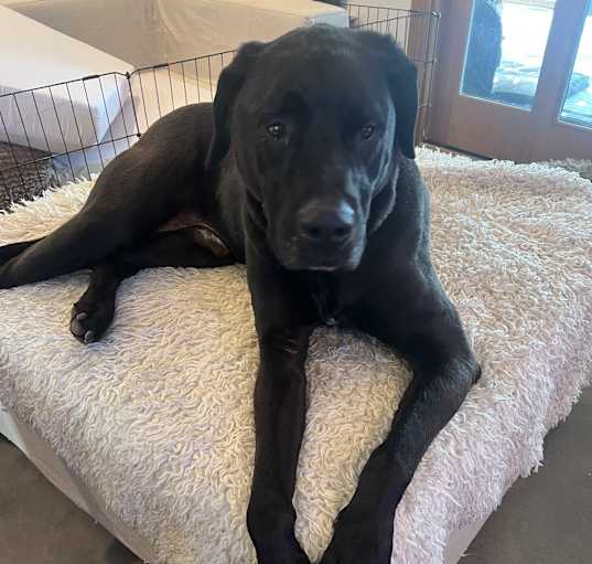 Photo of BRUCE