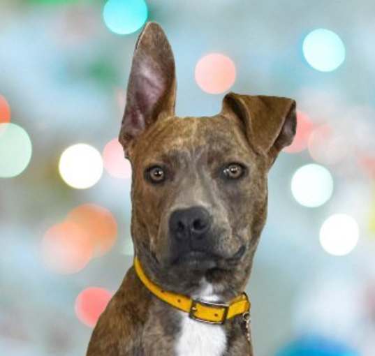 Photo of Polly