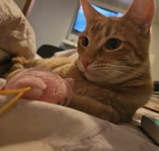 Photo of Sushi and Midnight