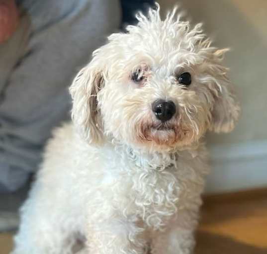 Photo of Pearl - Adoption Pending