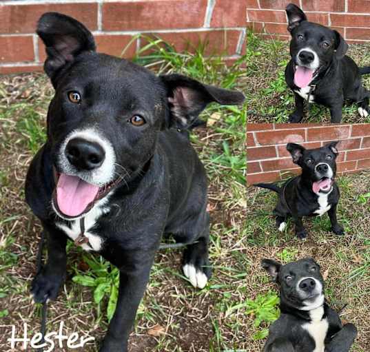 Photo of Hester