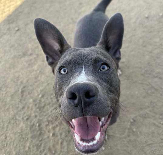 Photo of Baloo
