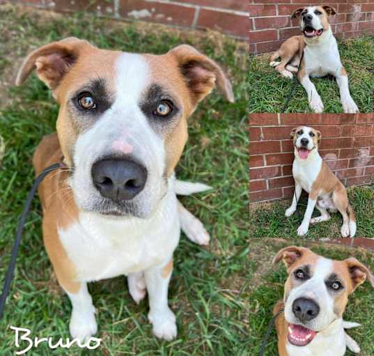 Photo of Bruno