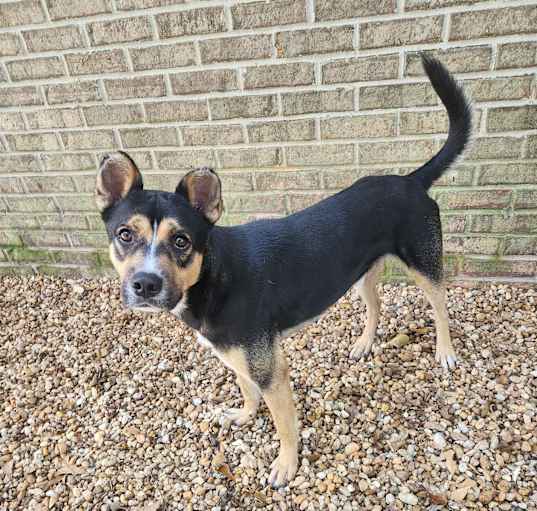 Photo of Houdini