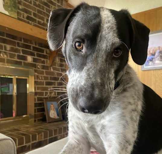 Photo of Maverick