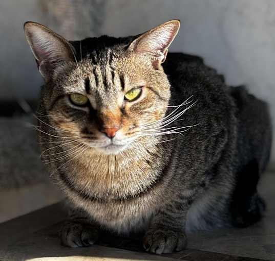 Photo of Felix