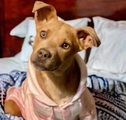 Photo of Indie