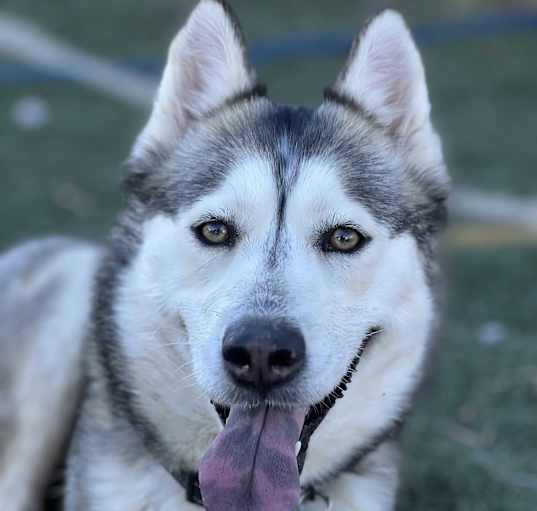 Photo of Sierra