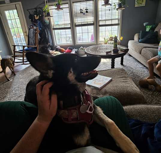 Photo of Nala