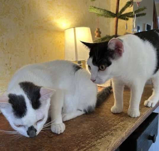 Photo of Burberry and Armani
