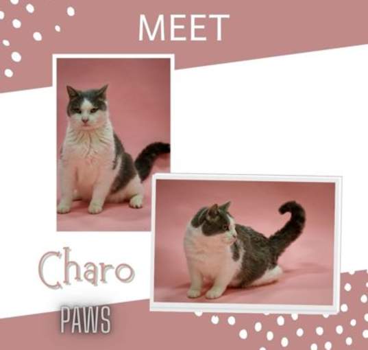 Photo of Charo