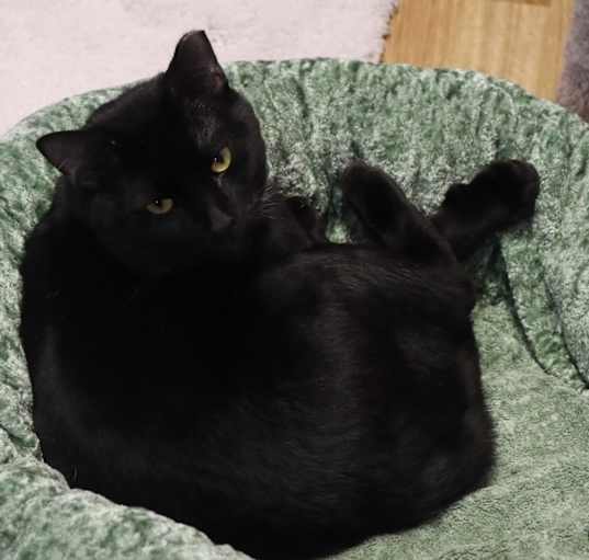 Photo of Maurice
