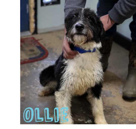 Photo of Ollie