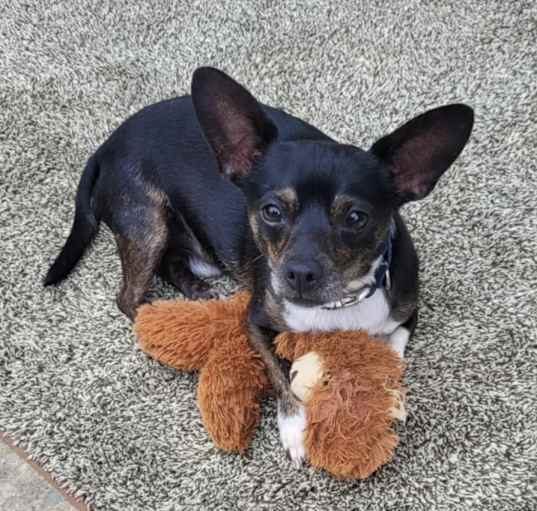 Photo of Oreo 🦴