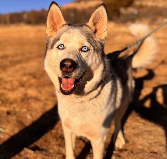 Photo of Blue
