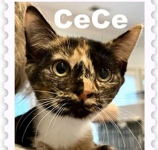 Photo of Cece