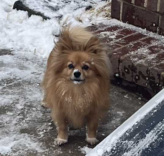 Photo of Noah 🐶