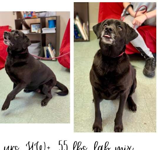 Photo of Pepper