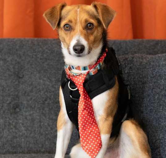 Photo of Otis