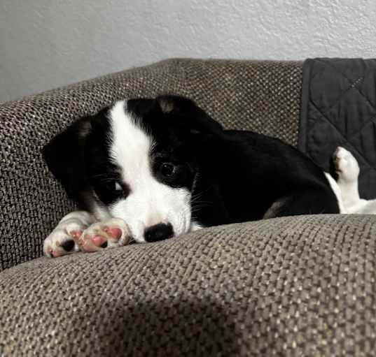 Photo of Baxter