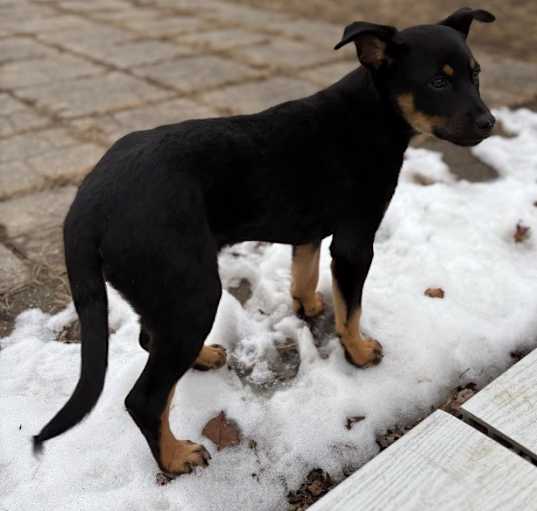 Photo of Bramble