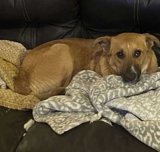 Photo of Daphne