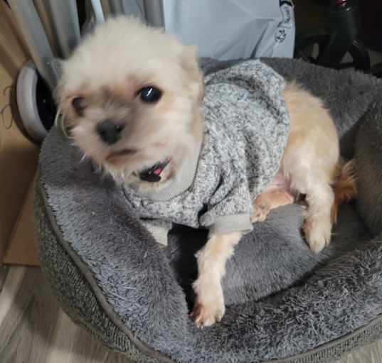 Photo of Pooter