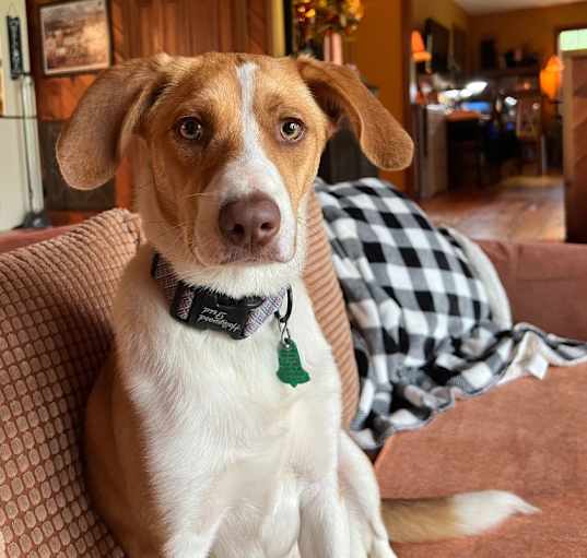 Photo of Chopper