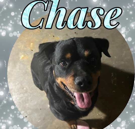 Photo of Chase
