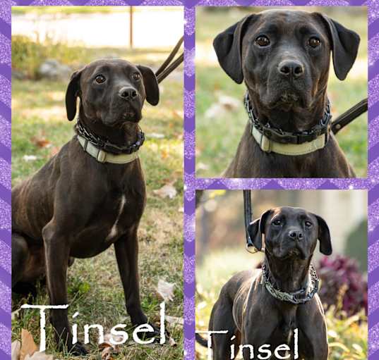Photo of Tinsel