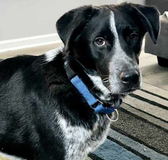 Photo of ALFIE  BLUE -TENDER HEART...EASY