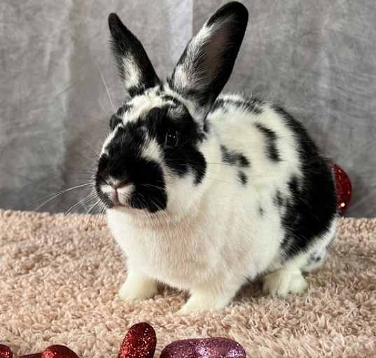 Photo of Pita