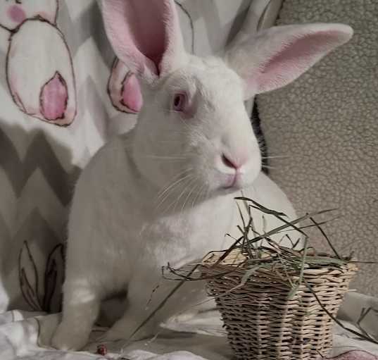 Photo of Klaus