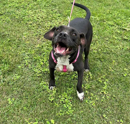 Photo of Willow