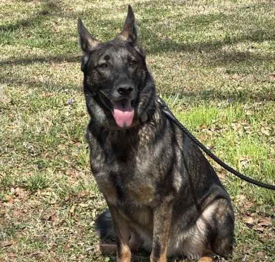 Photo of Duke 2