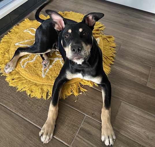 Photo of Mylo