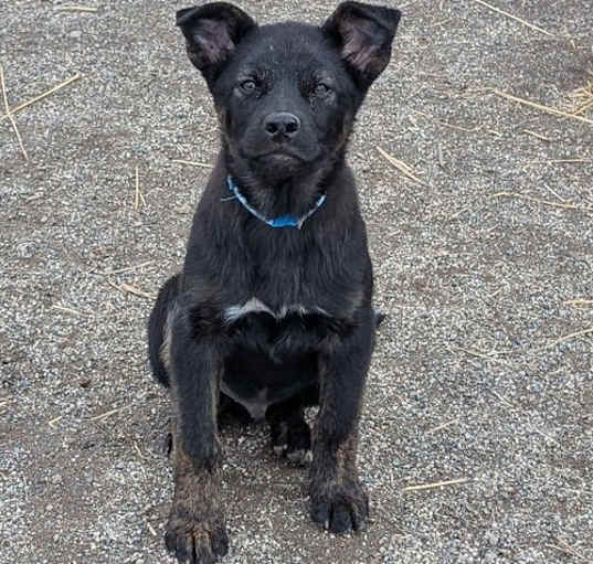 Photo of Artemis