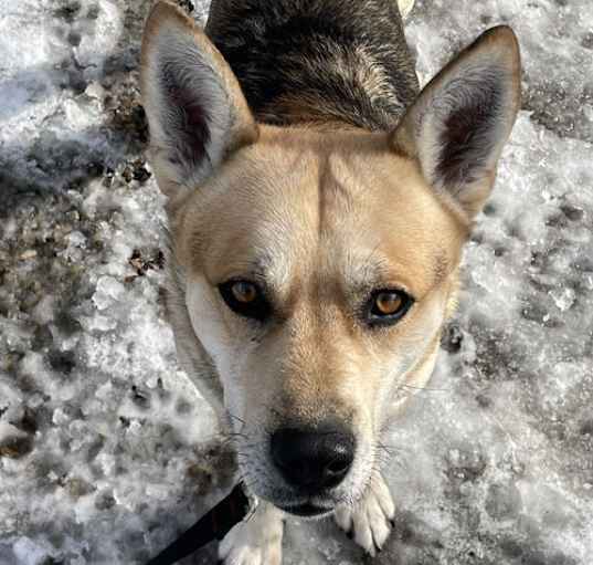 Photo of ROCKY