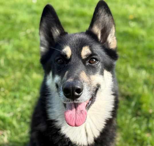 Photo of Timber