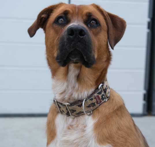 Photo of Buster